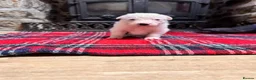 Mixed Breed dogs for sale: Collie x blue brindle American bulldog puppies in Insch - Advert 9