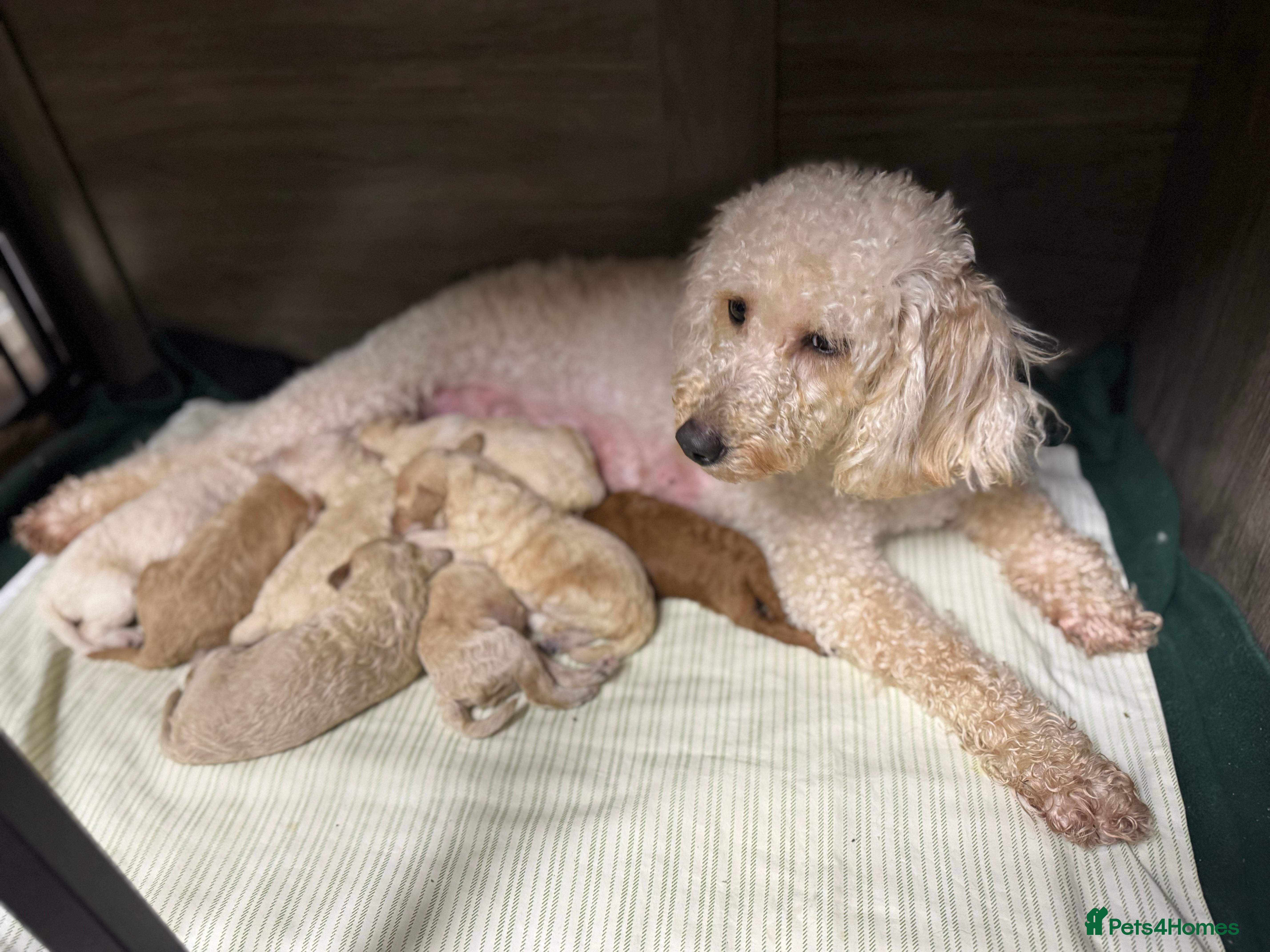 Miniature Poodle dogs Pedigree KC registered miniature poodle  - Advert 13