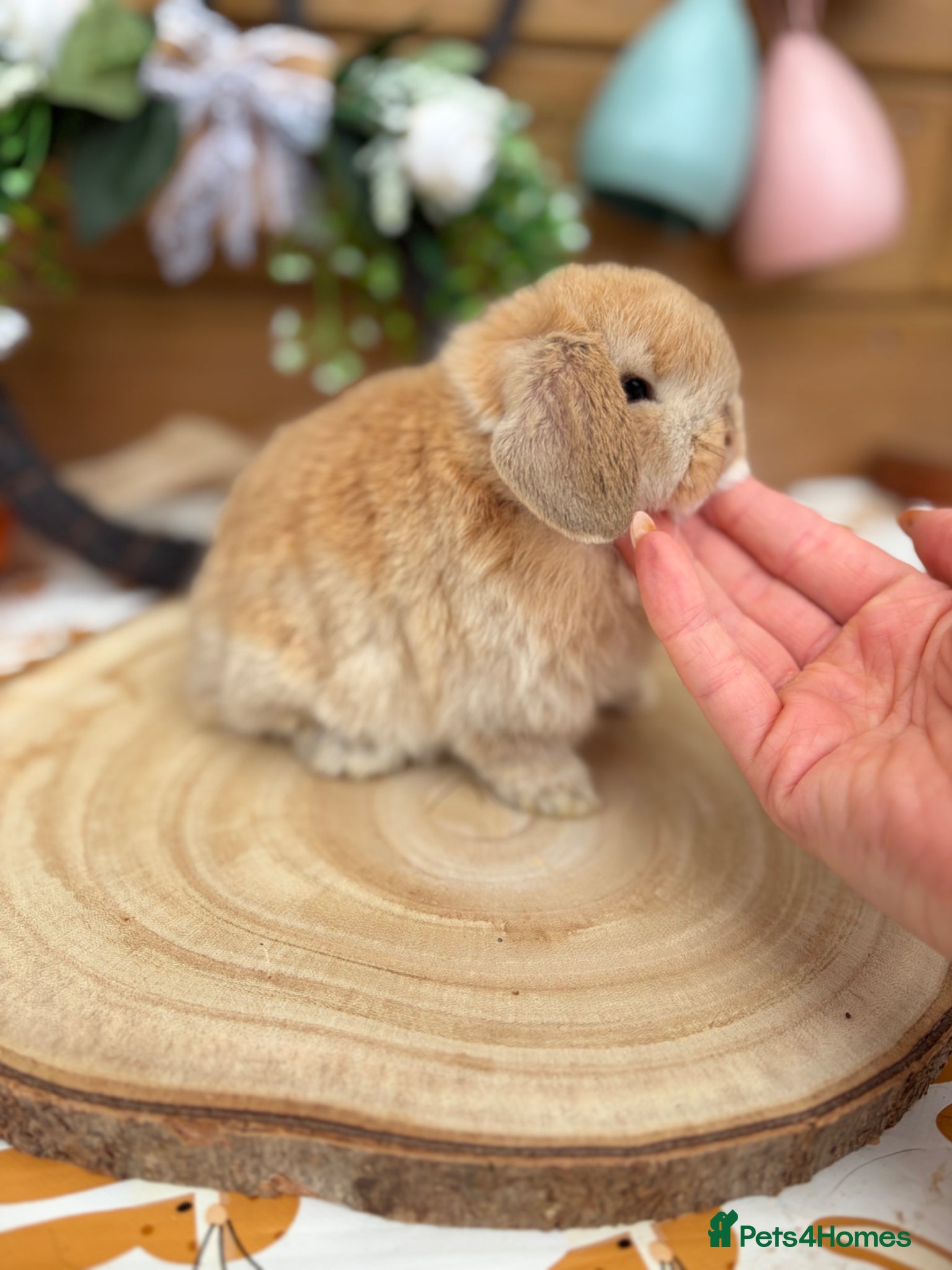 Mini Lop rabbits Well Socialised Mini Lop Babies  - Advert 2