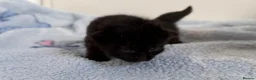 Mixed Breed cats for sale: 7 Long Haired Black Kittens - Advert 8