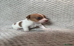 Jack Russell dogs for sale: Stunning litter of miniature Jack Russell puppies - Image 12