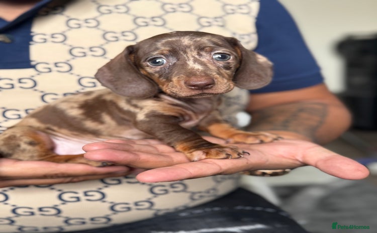 Dachshund dogs - Advert 4