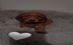 Cockapoo dogs for sale: **REDUCED** READY TO GO GIRL MINIATURE COCKAPOOS  - Image 17