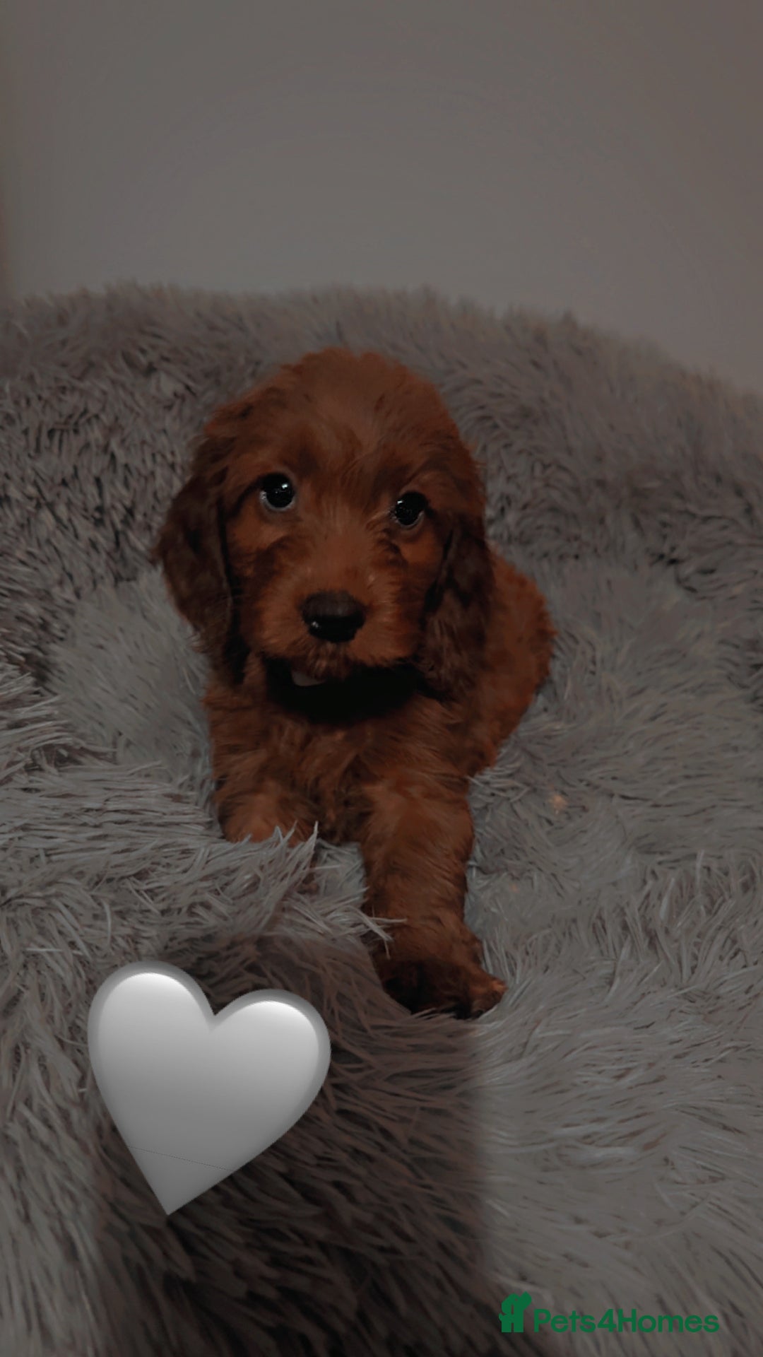 Cockapoo dogs for sale: **REDUCED** READY TO GO GIRL MINIATURE COCKAPOOS  - Image 17