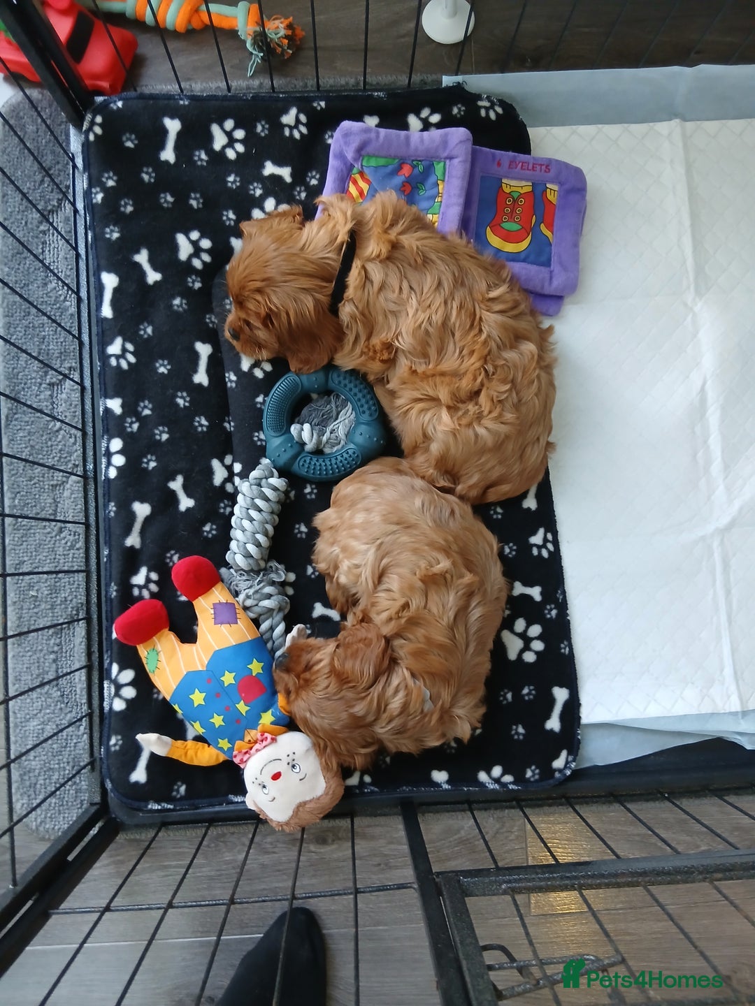 Cavalier King Charles Spaniel dogs for sale: Cavalier King Charles Spanial - Advert 3