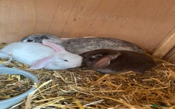 Mini Lop rabbits for sale: Beautiful mini lops bunnies,  various colours  - Image 5