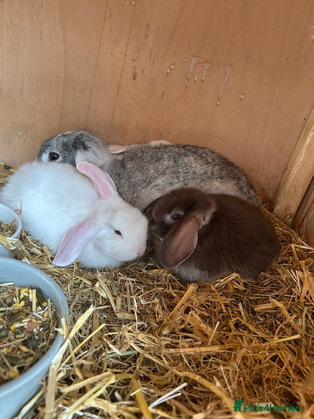 Mini Lop rabbits for sale: Beautiful mini lops bunnies,  various colours  - Image 5