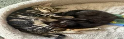 Mixed Breed cats for sale: Pair of bonded 11week old female Kittens - Advert 3