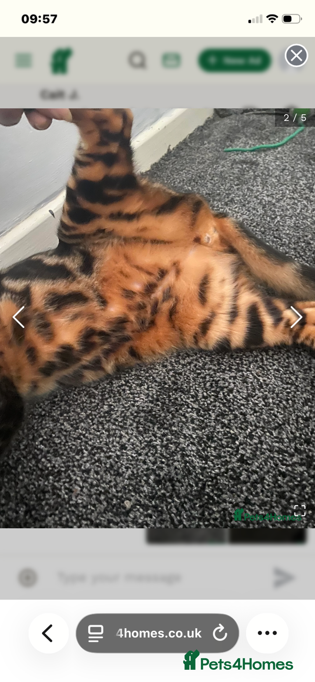 Bengal cats for sale: Gold black glitter bengal - Advert 6