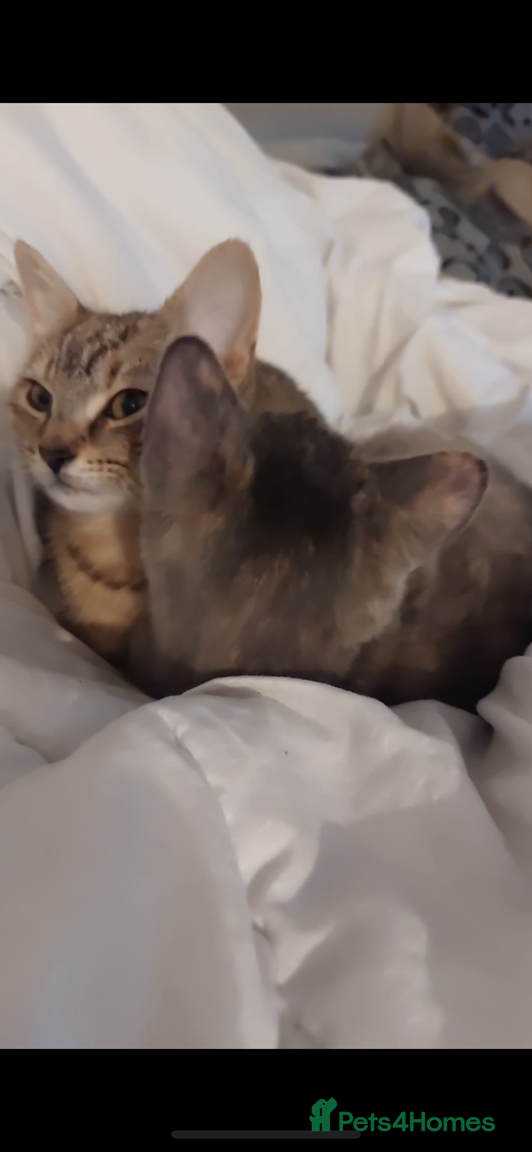 Mixed Breed cats for sale: Rare kittens for sale ready now  - Advert 12