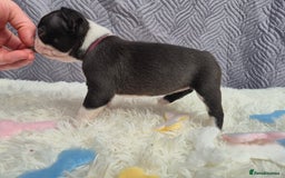 Boston Terrier dogs for sale: Superb litter of boston terriers. - Image 13