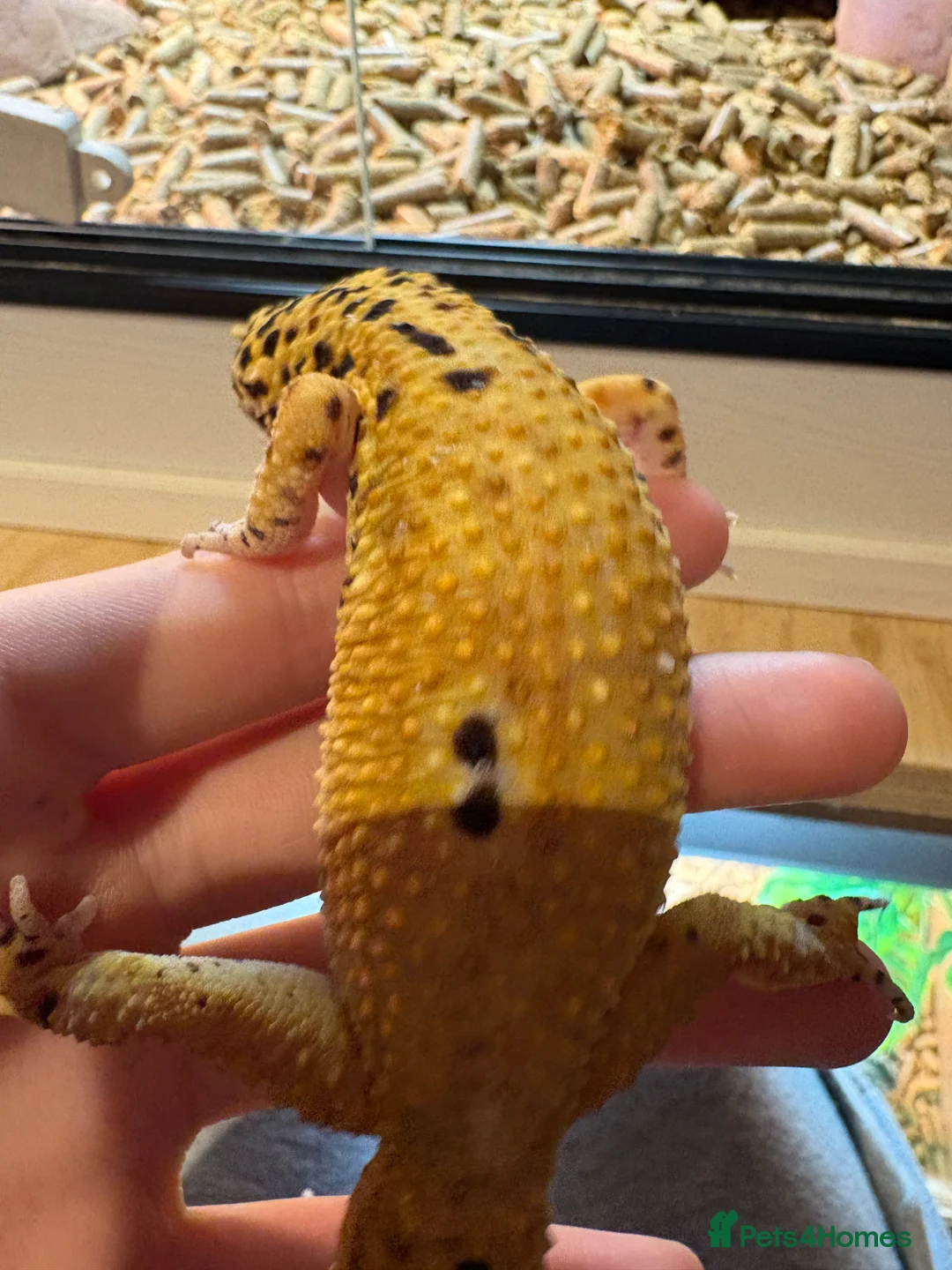 Leopard Gecko reptiles for sale: Breeding leopard gecko pair  - Advert 12