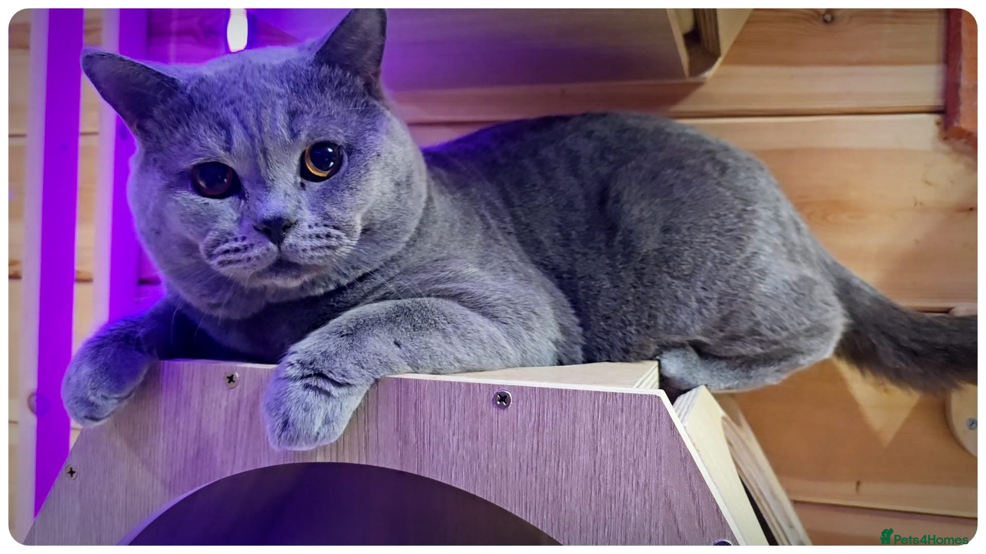 British Shorthair cats Massive British Blue Boy for stud - Advert 1