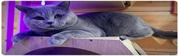 British Shorthair cats for stud: Massive British Blue Boy for stud - Advert 1