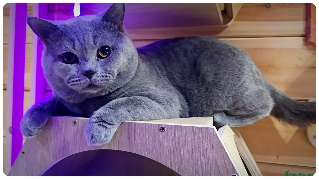 British Shorthair cats for stud: Massive British Blue Boy for stud - Advert 1