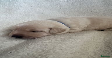 Labrador Retriever dogs 9 Adorable Labrador Puppies! - Advert 1