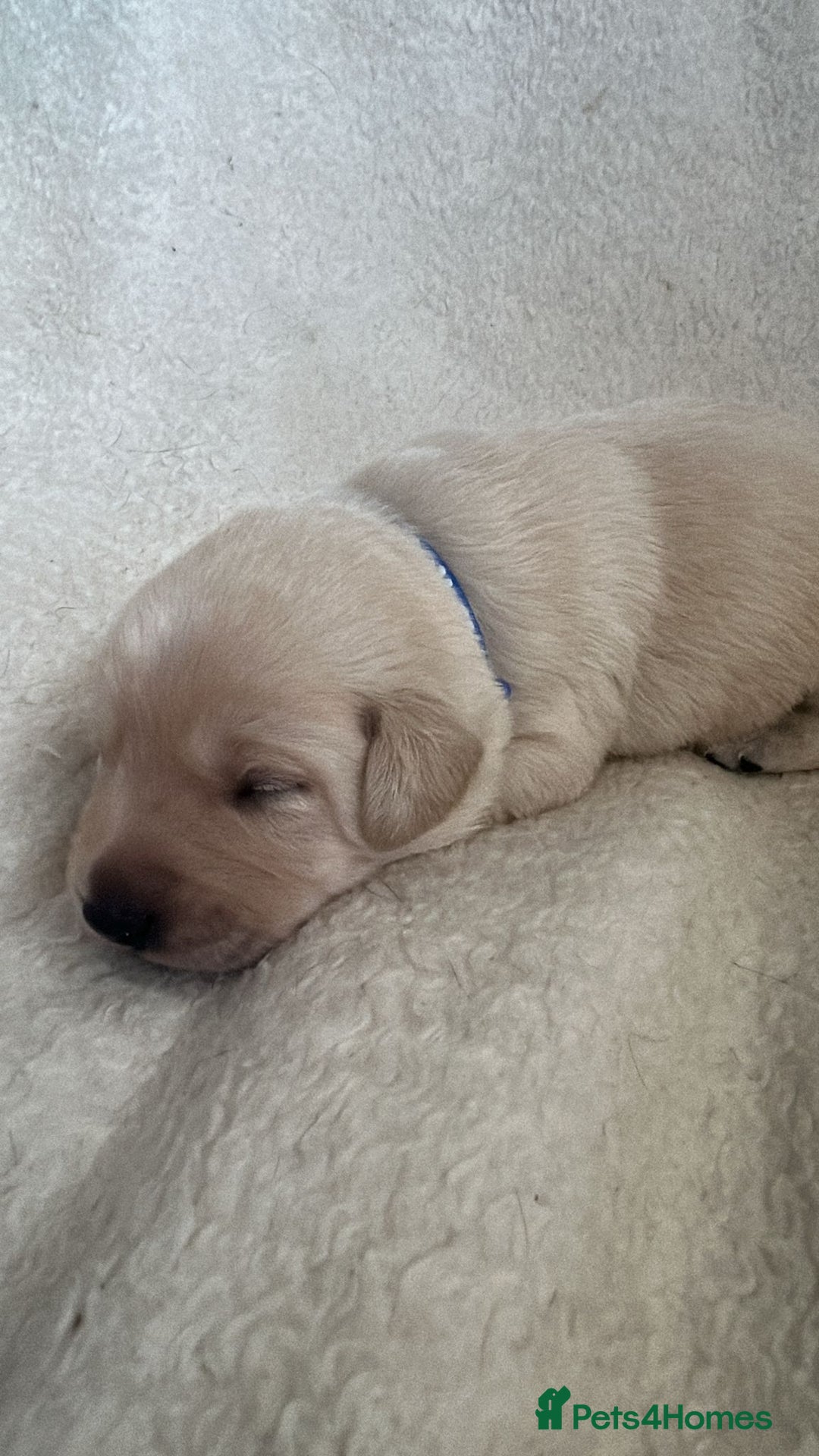 Labrador Retriever dogs for sale: 9 Adorable Labrador Puppies! 2 Pups remaining!  - Advert 3