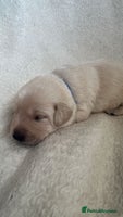 Labrador Retriever dogs 9 Adorable Labrador Puppies! - Advert 1