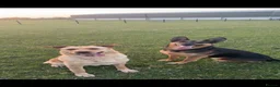 German Shepherd dogs for sale: German shepherd puppies.  - Advert 7