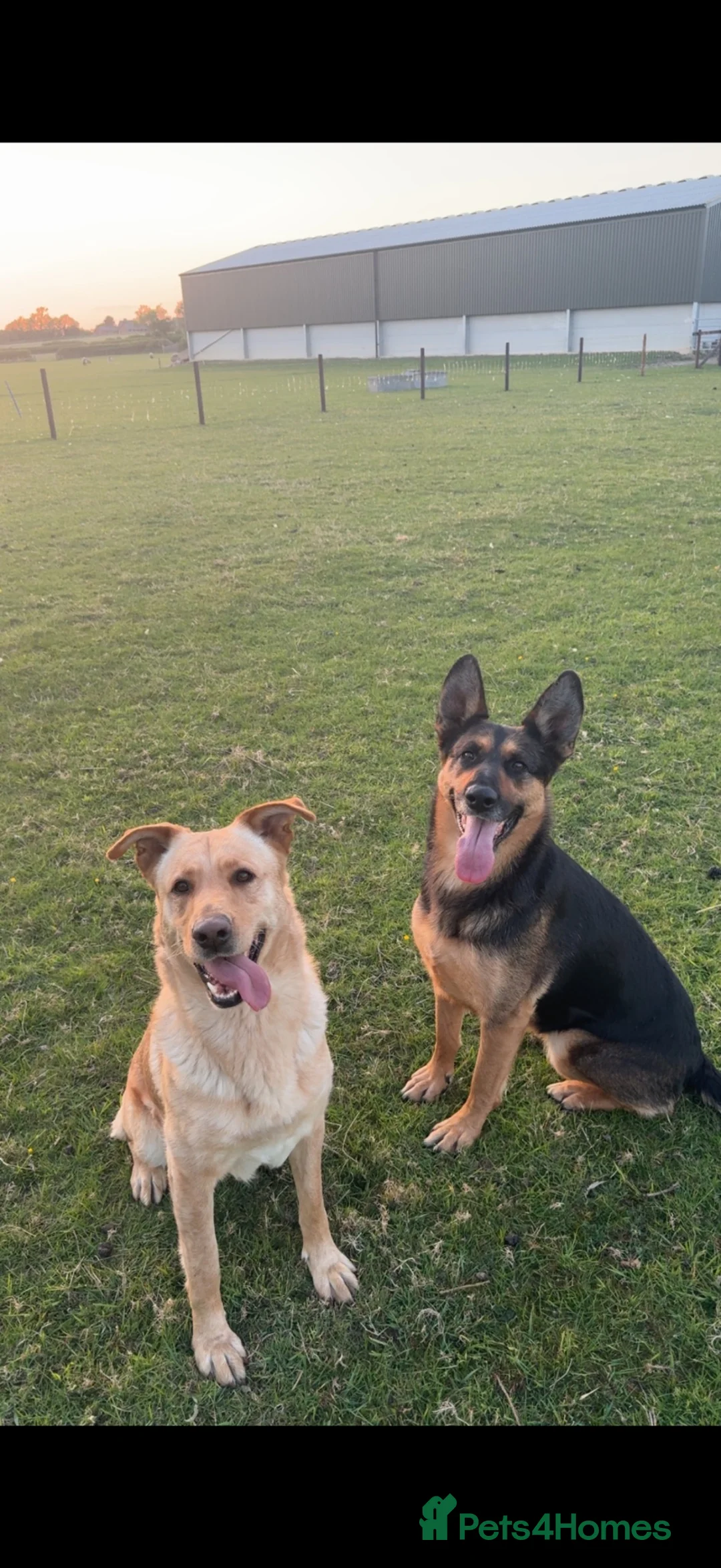 German Shepherd dogs for sale: German shepherd puppies.  - Advert 7
