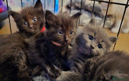 Maine Coon cats for sale: Stunning Maine Coon X  - Image 20