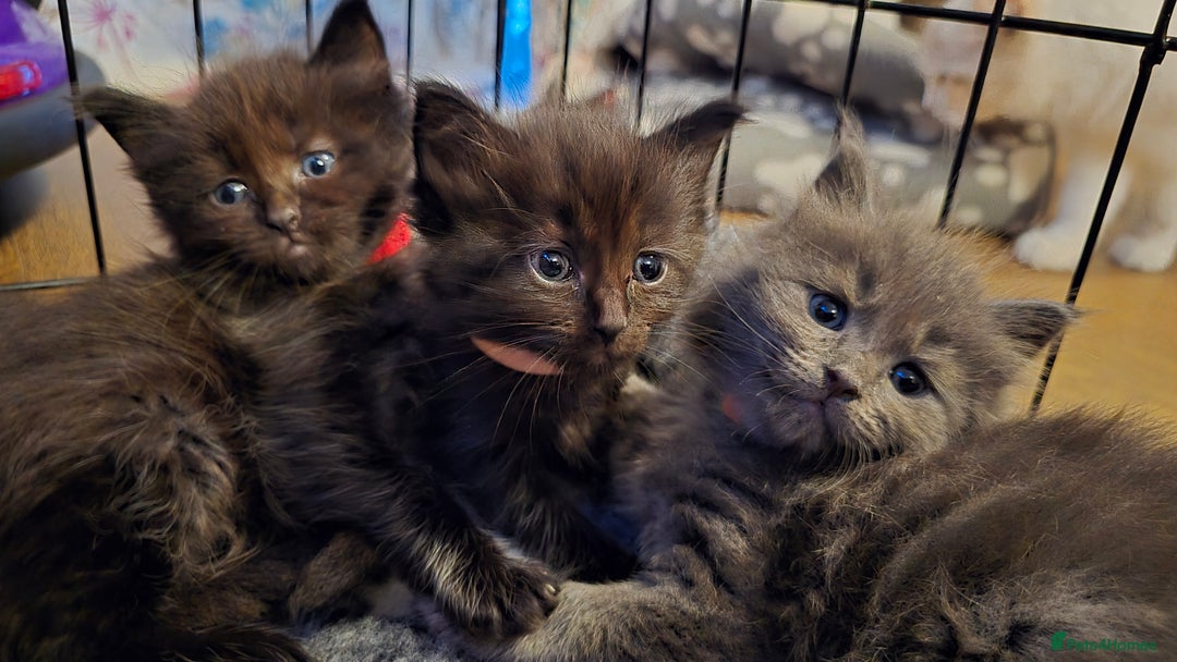 Maine Coon cats for sale: Stunning Maine Coon X  - Image 20