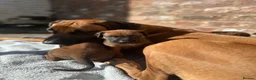 Rhodesian Ridgeback dogs for sale: KC Registered Rhodesian Ridgeback Puppies in Wallasey - Advert 3
