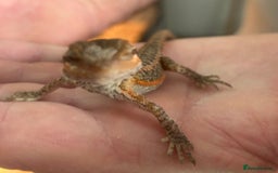 Bearded Dragon reptiles for sale: 15 Baby dearded dragons - Image 18