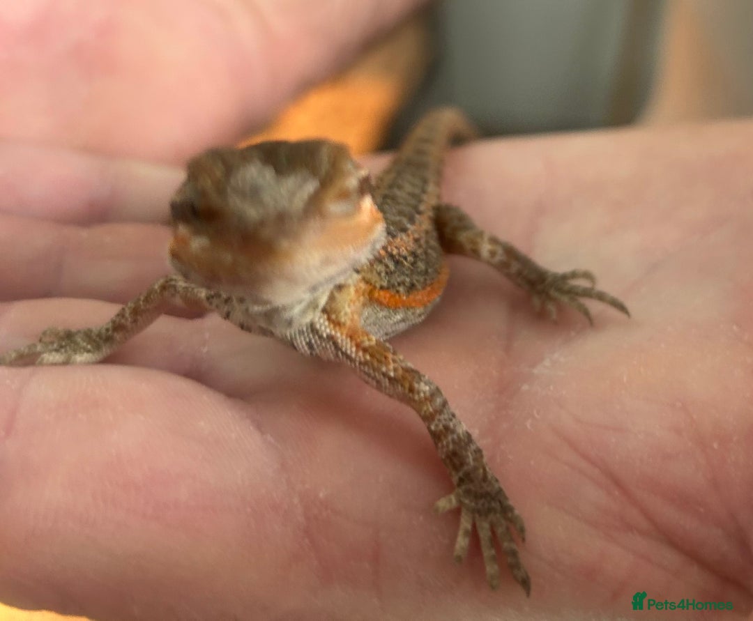 Bearded Dragon reptiles for sale: 15 Baby dearded dragons - Image 18