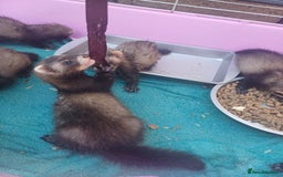 Ferret rodents for sale: Ferret kits are now ready to go  in Romford - Image 2