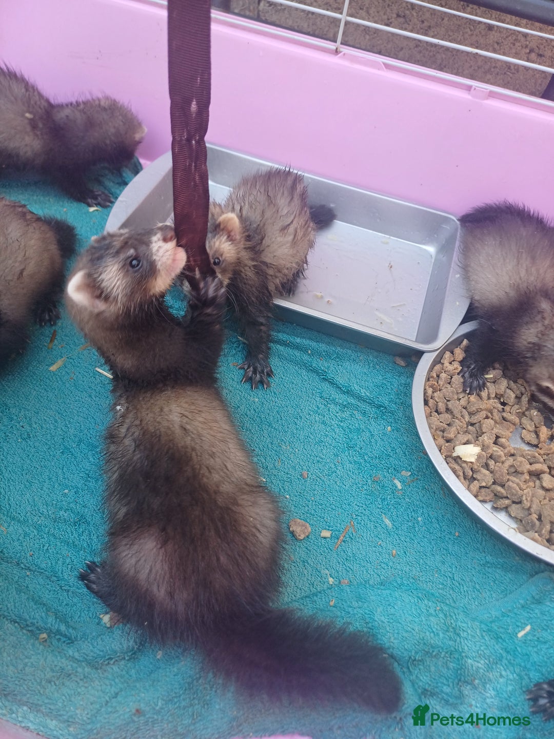 Ferret rodents for sale: Ferret kits are now ready to go  in Romford - Image 2