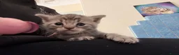 Mixed Breed cats for sale: Five beautiful kittens  - Advert 12