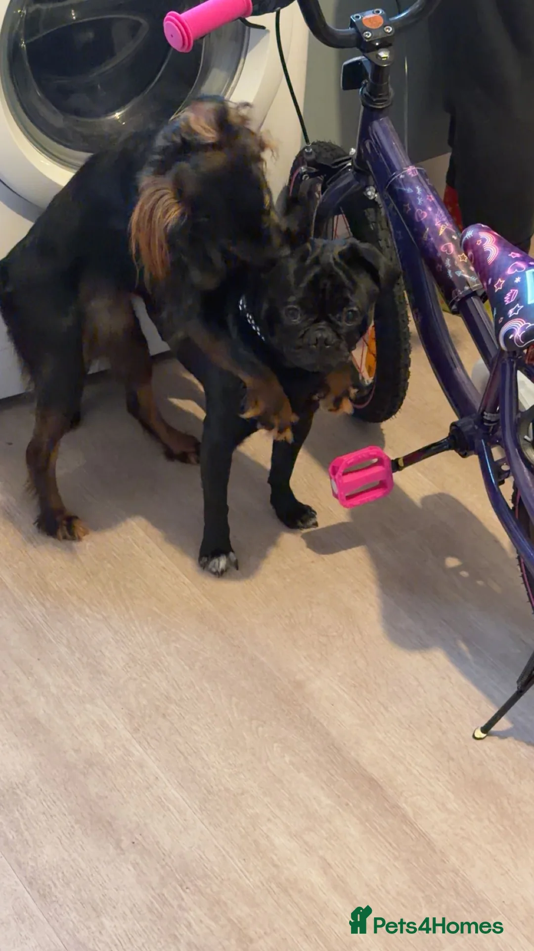 Pug dogs for sale: Milo the pug  - Advert 2