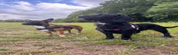 Mixed Breed dogs for sale: Doxiepoo (2yrs) and chihuahua (9months) rehoming in Ashford - Advert 3
