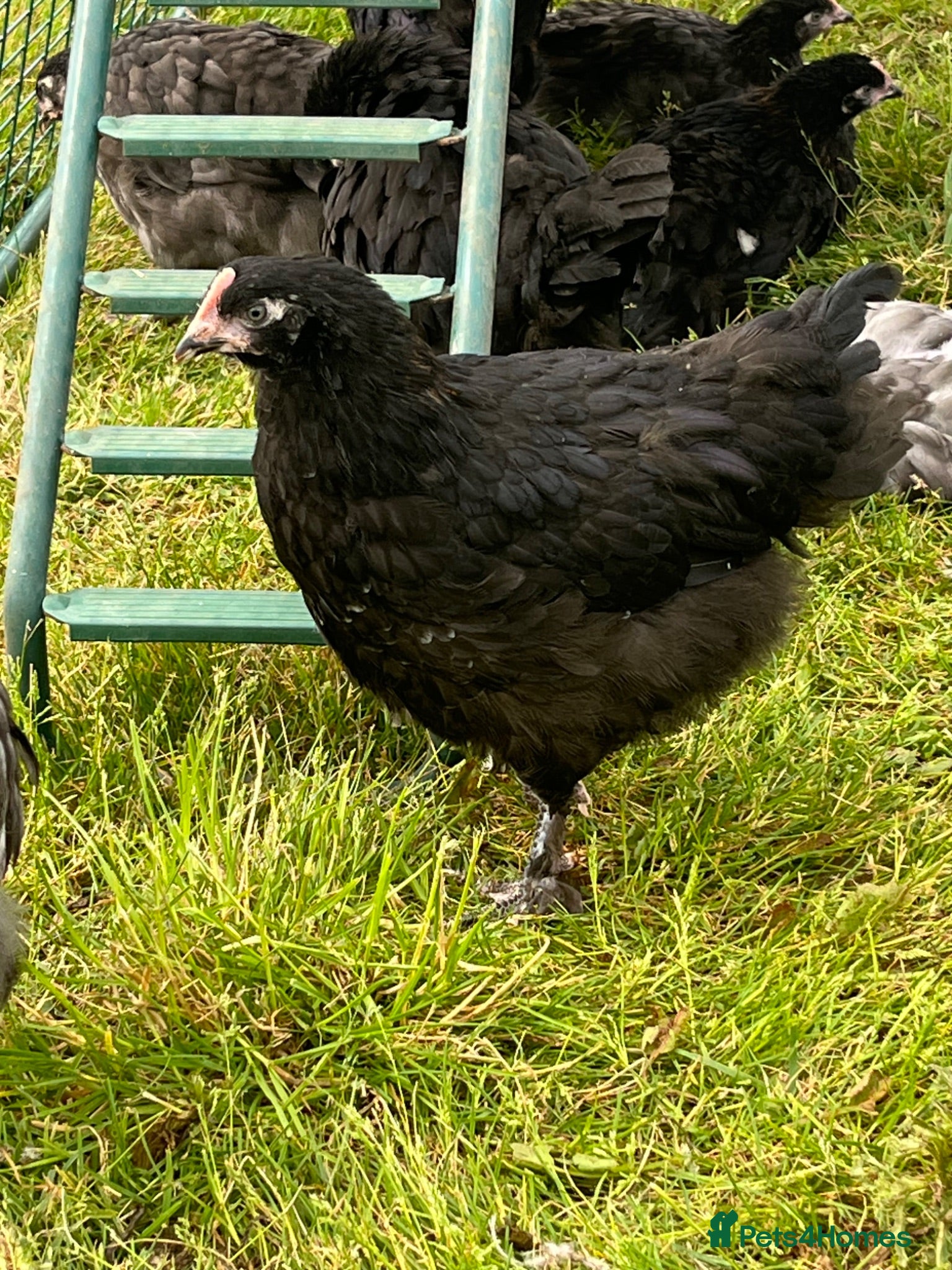 Chickens poultry Chickens 11 weeks ready for new homes - Advert 1