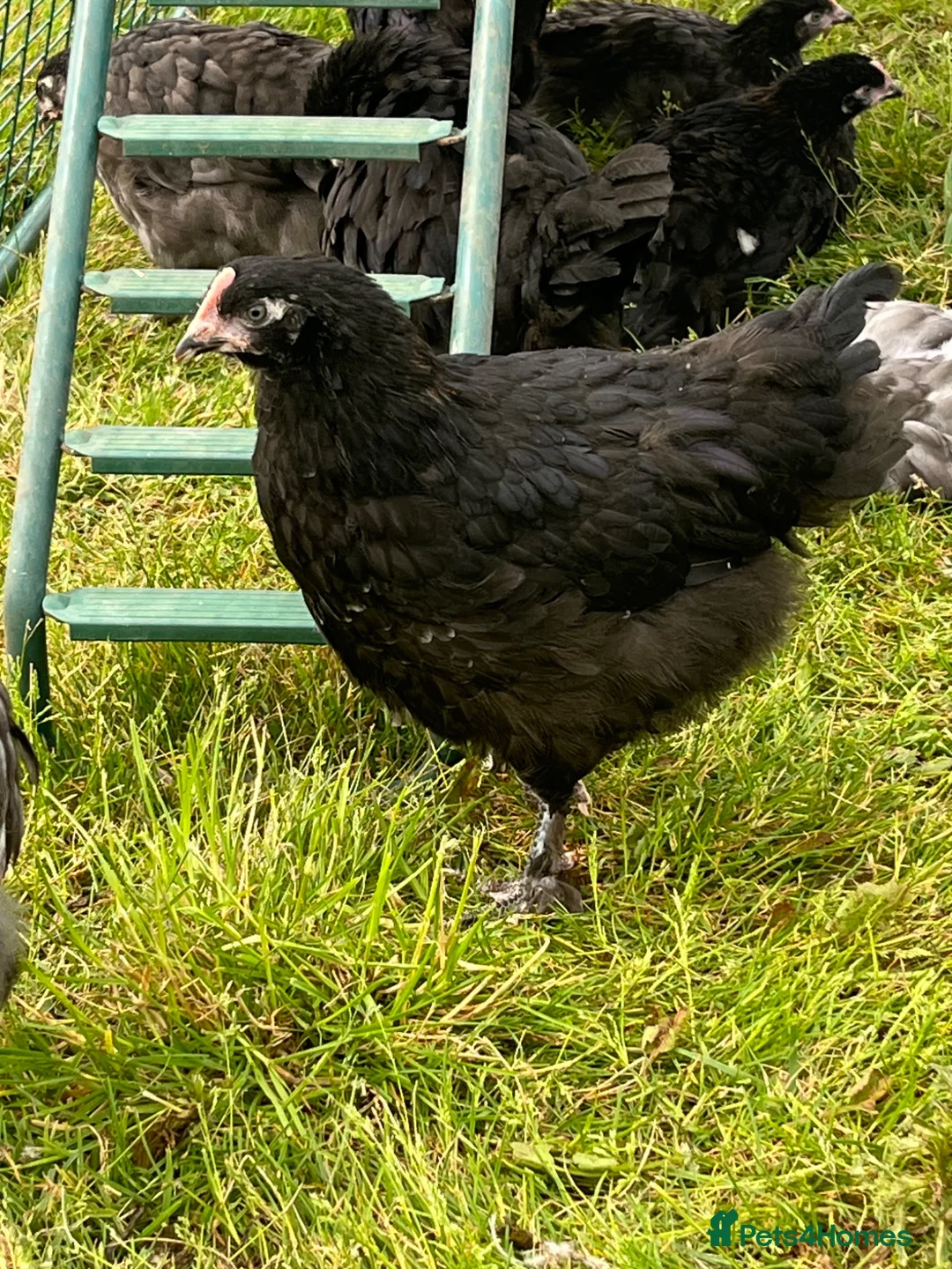 Chickens poultry for sale: Chickens 11 weeks ready for new homes - Advert 1