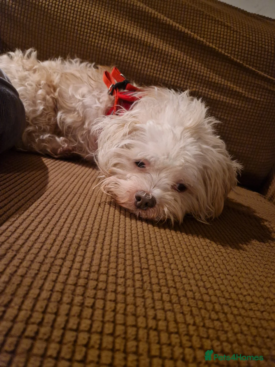 Mixed Breed dogs for adoption: BONDED:💙ALFIE 10yo Shih Tzu❤️MUFFIN 6yo Cockapoo - Advert 5