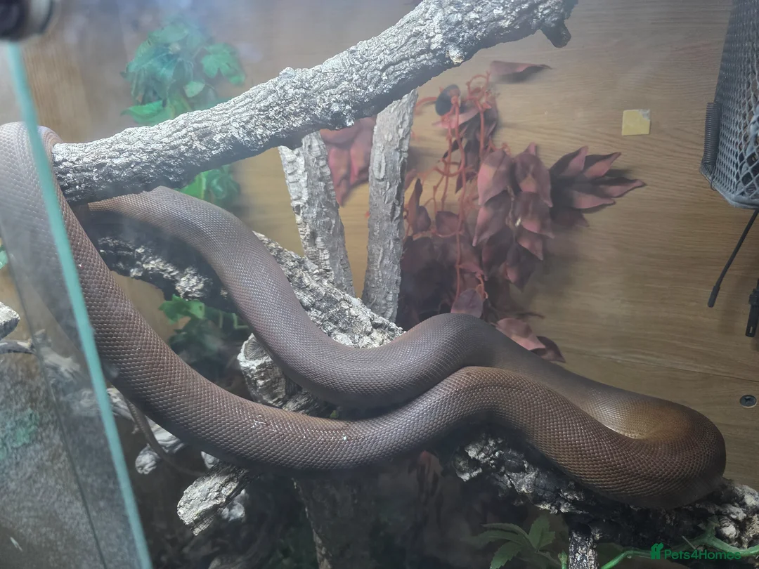 Mixed Breed reptiles for sale: Various snakes with set ups for sale in Andover - Advert 2