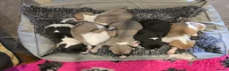 Mixed Breed dogs for sale: Whippet cross whippet lurcher - Advert 18