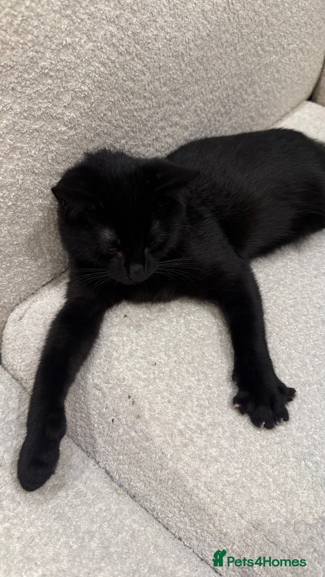 Mixed Breed cats for sale: Kitten for free - Advert 6