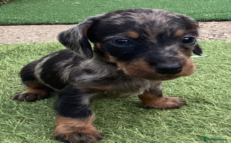 Dachshund dogs - Advert 1
