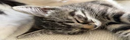 Mixed Breed cats for sale:  Gorgeous Ragdoll-Mix Kittens – 9 Weeks Old - Advert 3