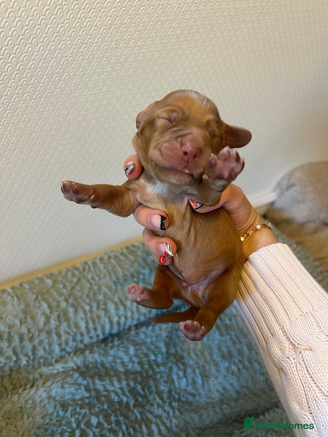 Cocker Spaniel dogs for sale: 🐶Cocker Spaniel Pups Looking for Forever Family🐶 - Image 25