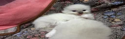 Ragdoll cats for sale: Pure breed healthy Ragdolls  - Advert 17