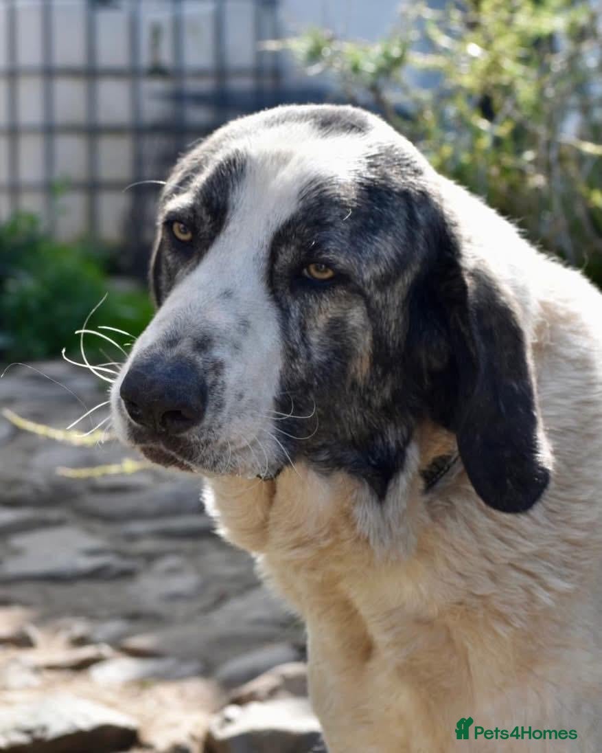 Mixed Breed dogs Beautiful Danny’s life is on the line 🚨  - Advert 2