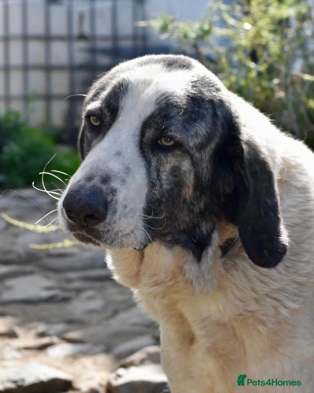 Mixed Breed dogs for adoption: Beautiful Danny’s life is on the line 🚨  - Advert 1