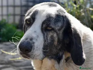 Mixed Breed dogs Beautiful Danny’s life is on the line 🚨 - Advert 2