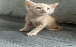 British Shorthair cats for sale: Champagne male bsh kitten  - Image 4