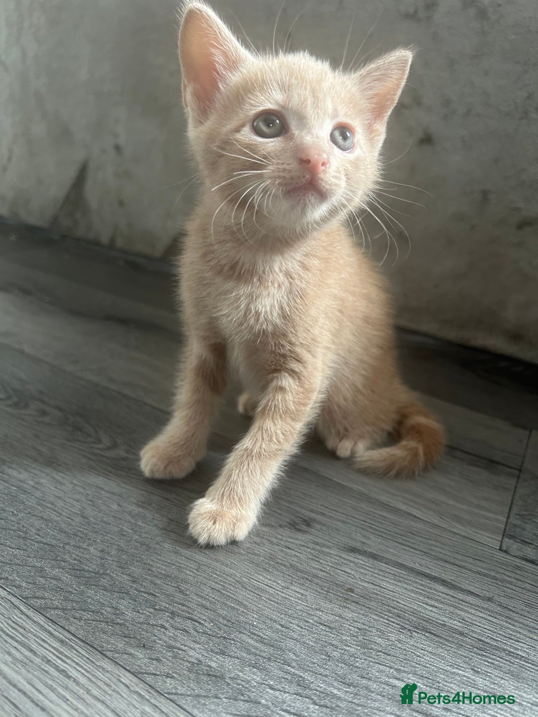 British Shorthair cats for sale: Champagne male bsh kitten  - Image 4