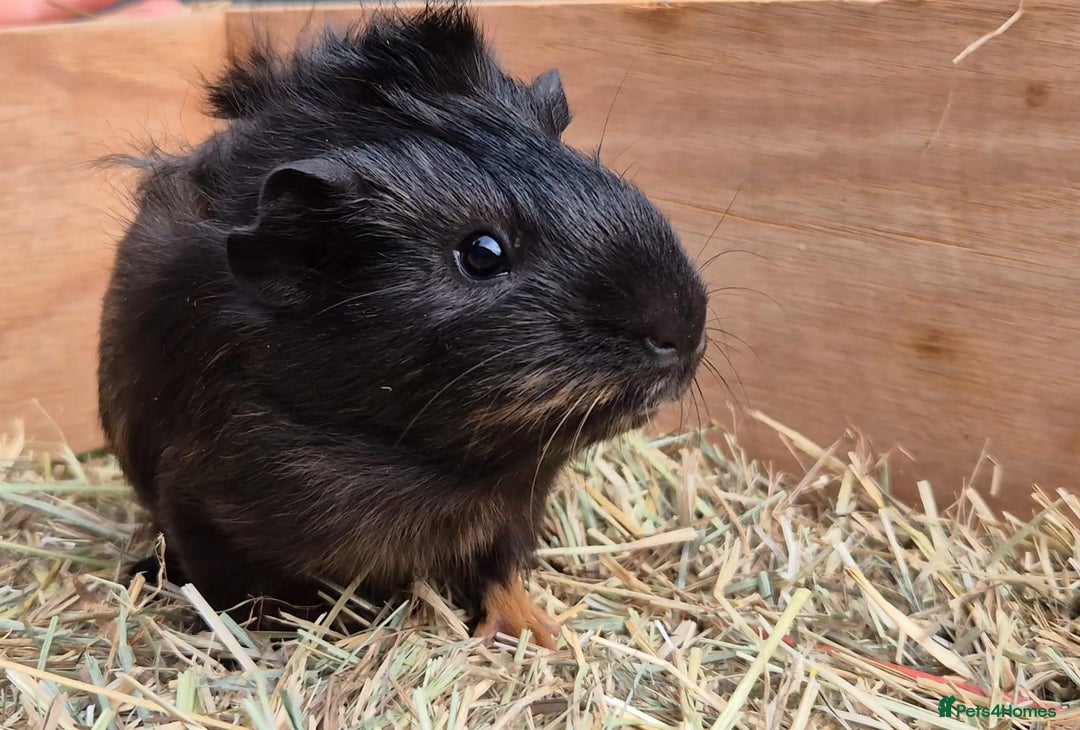 Guinea Pig rodents for sale: Young Guinea Pigs – 3 Litters Ready & Reserve - Image 17
